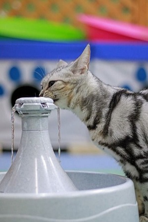 nekomanma_6348_edited-1