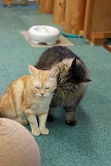 nekomanma_1729_edited-1