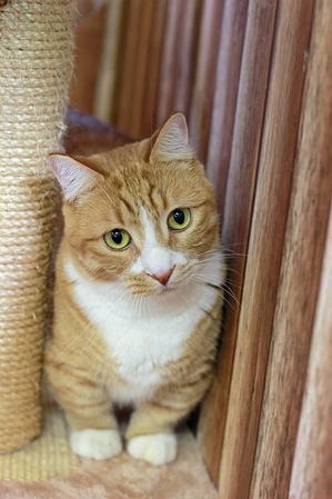 nekomanma_9186_edited-1