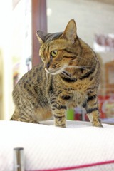 nekomanma_3140_edited-1