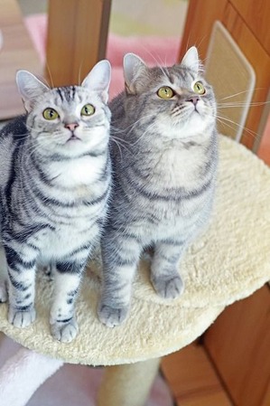 nekomanma_9842_edited-1
