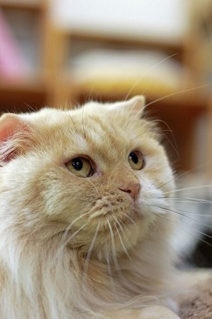 nekomanma_3329_edited-1