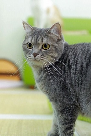 nekomanma_6473_edited-1