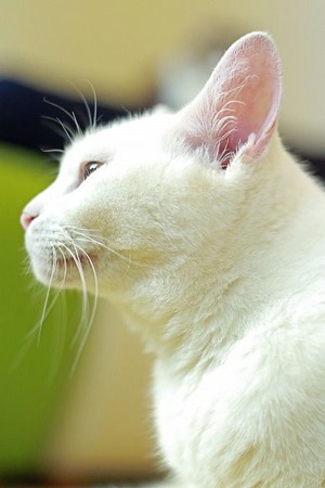 nekomanma_6993_edited-1