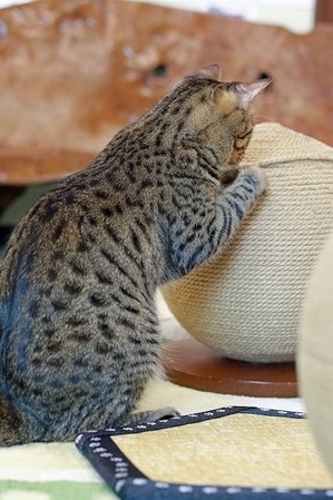nekomanma_6069_edited-1