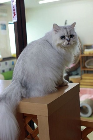 nekomanma_1130_edited-1