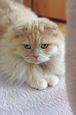 nekomanma_5128_edited-1