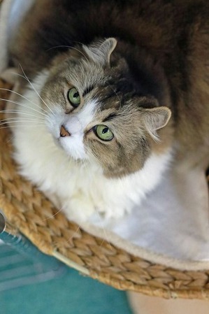 nekomanma_3588_edited-1