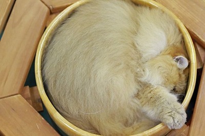 nekomanma_1551_edited-1