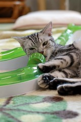nekomanma_8337_edited-1