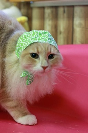 nekomanma_2697_edited-1