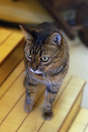 nekomanma_7883_edited-1