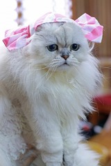 nekomanma_5318_edited-1