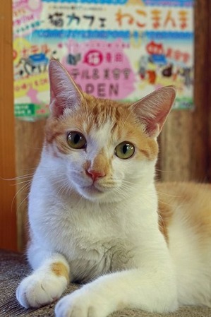 nekomanma_8565_edited-1