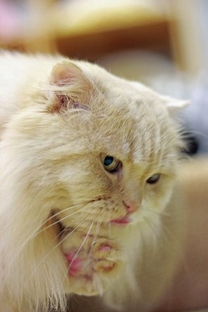 nekomanma_4957_edited-1