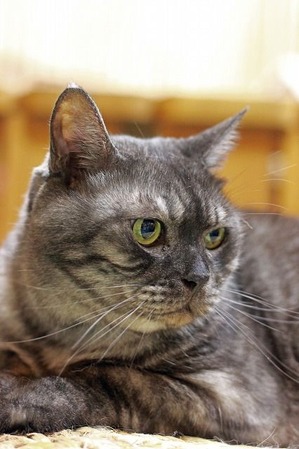 nekomanma_4619_edited-1