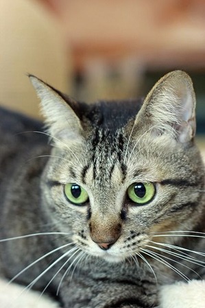 nekomanma_7064_edited-1