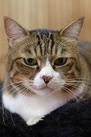 nekomanma_2499_edited-1