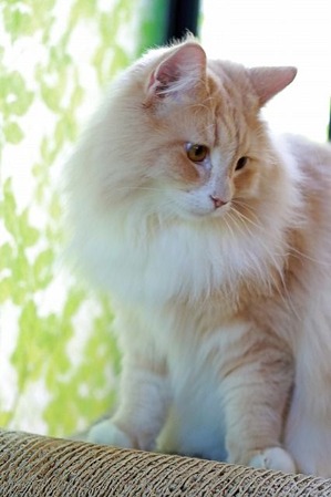 nekomanma_8495_edited-1