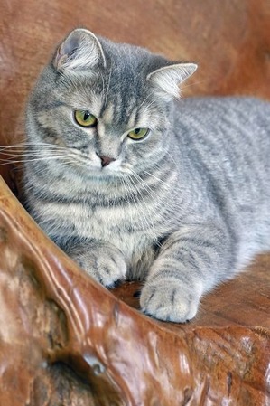 nekomanma_2334_edited-1