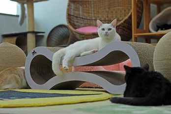 nekomanma_2193_edited-1