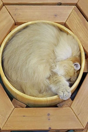 nekomanma_1555_edited-1