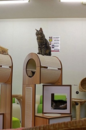 nekomanma_5891_edited-1