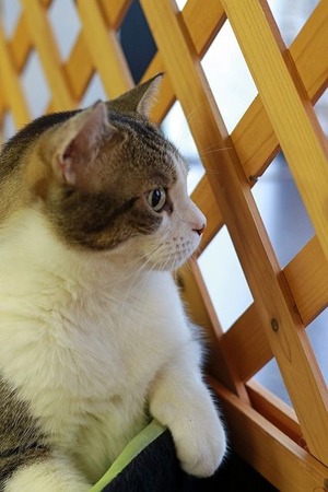 nekomanma_3139_edited-1