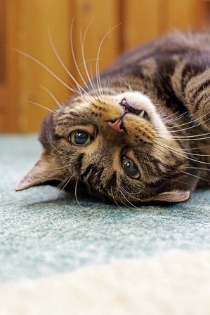 nekomanma_9501_edited-1
