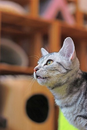 nekomanma_1523_edited-1