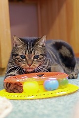 nekomanma_7470_edited-1