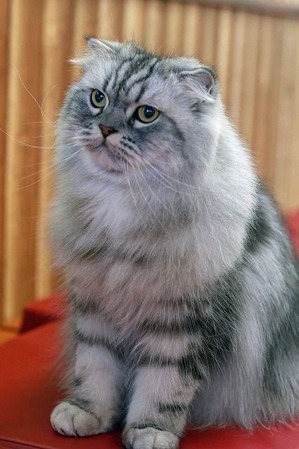 nekomanma_8546_edited-1