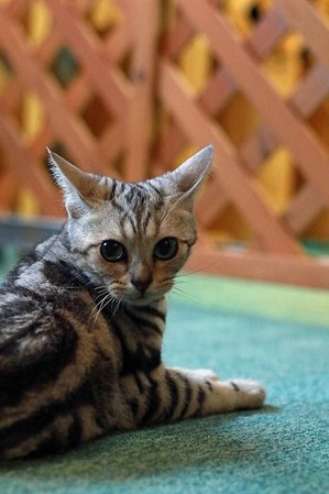 nekomanma_6295_edited-1