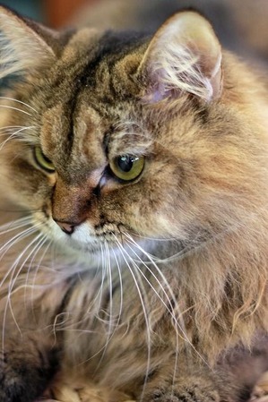 nekomanma_1870_edited-1