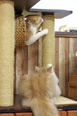 nekomanma_8047_edited-1