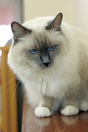 nekomanma_3948_edited-1