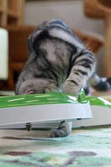 nekomanma_8352_edited-1