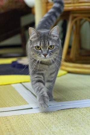 nekomanma_6238_edited-1