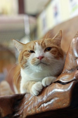nekomanma_7294_edited-1