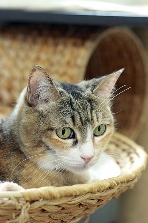 nekomanma_5006_edited-1