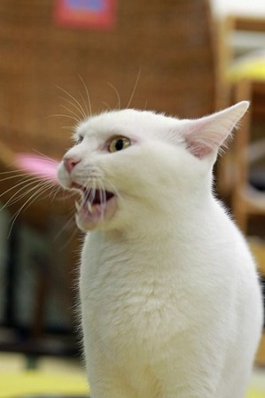 nekomanma_9440_edited-1