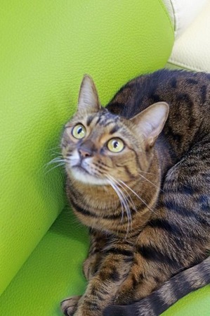 nekomanma_8543_edited-1