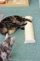 nekomanma_8817_edited-1