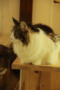 IMG_0393