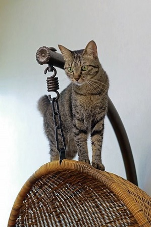 nekomanma_9542_edited-1