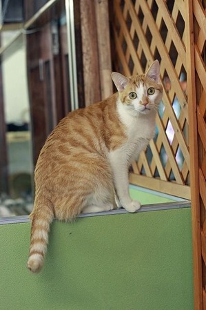 nekomanma_3962_edited-1