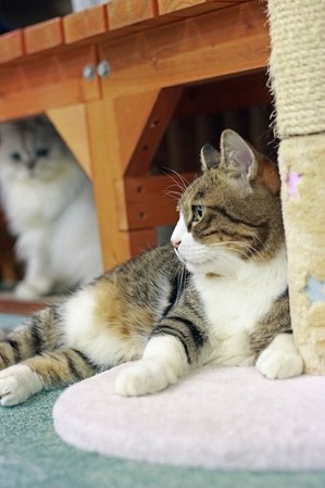 nekomanma_4981_edited-1