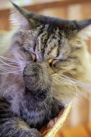 nekomanma_5437_edited-1