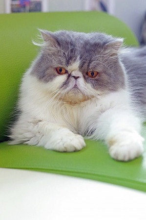 nekomanma_8829_edited-1