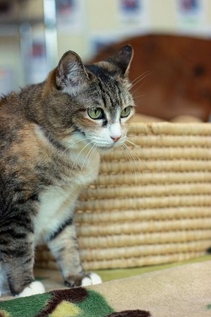 nekomanma_5011_edited-1